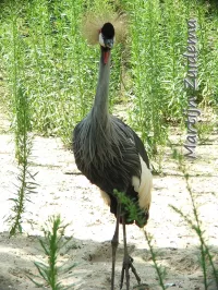 Kraanvogels [Gruidae]
